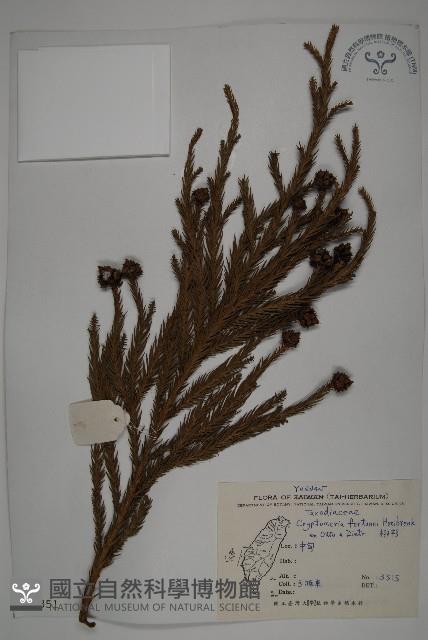 柳杉藏品圖，第1張