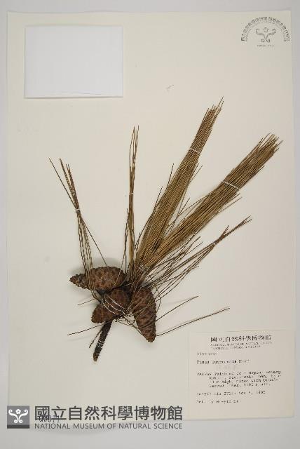 琉球松藏品圖，第1張