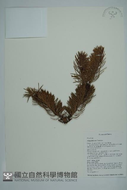 蒼山冷杉藏品圖，第1張