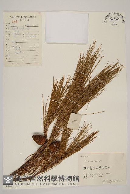 馬尾松藏品圖，第1張