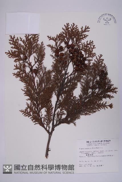 臺灣扁柏藏品圖，第1張