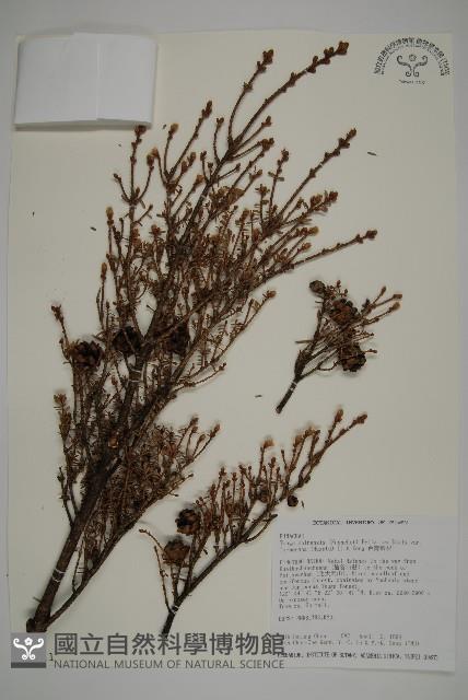 臺灣鐵杉藏品圖，第1張