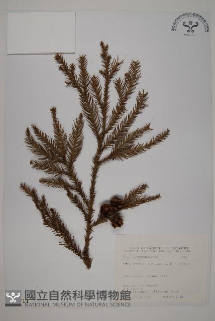 柳杉藏品圖，第1張