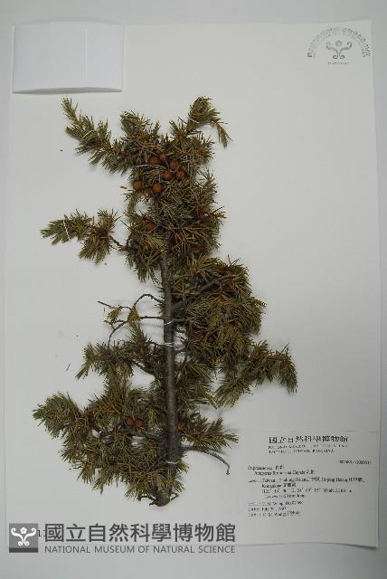 刺柏藏品圖，第1張