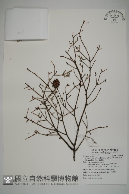 臺灣鐵杉藏品圖，第1張