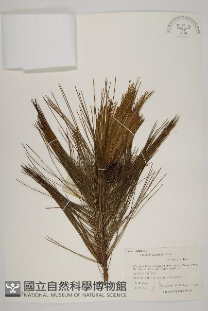 馬尾松藏品圖，第1張