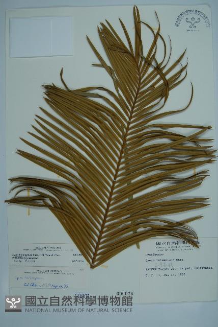 台東蘇鐵藏品圖，第1張