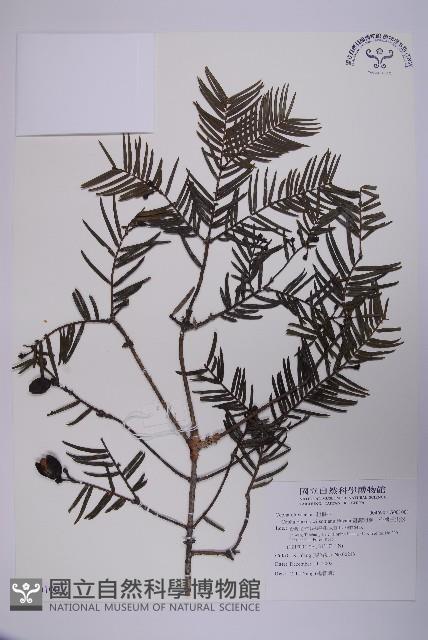 臺灣粗榧、台灣三尖杉藏品圖，第1張