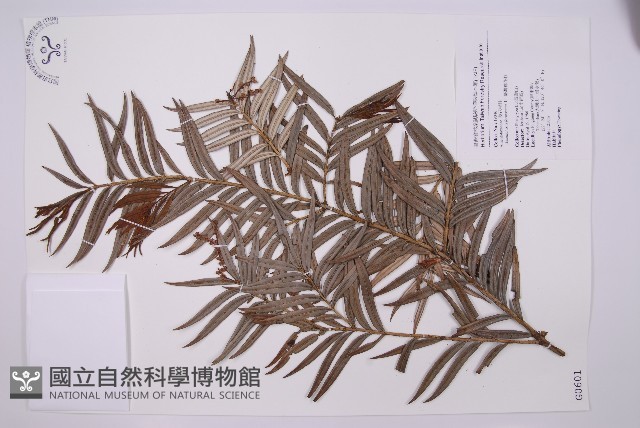 臺灣穗花杉藏品圖，第1張