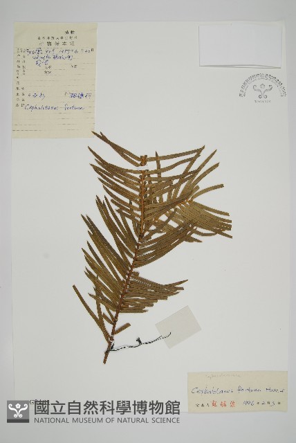 三尖杉藏品圖，第1張