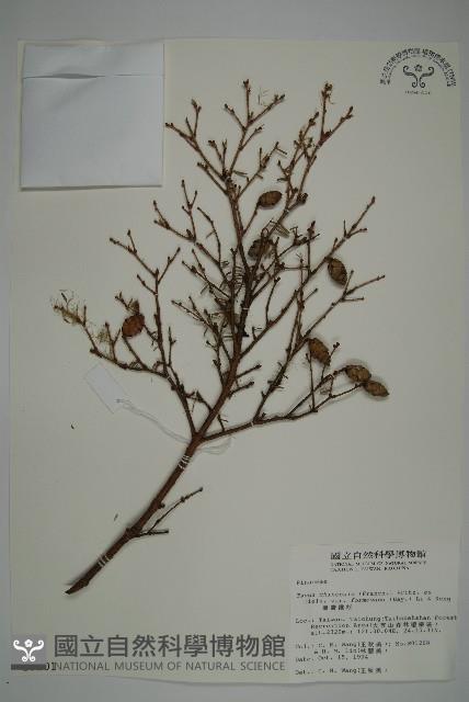 臺灣鐵杉藏品圖，第1張