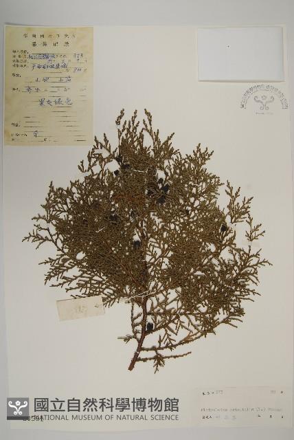 側柏藏品圖，第1張