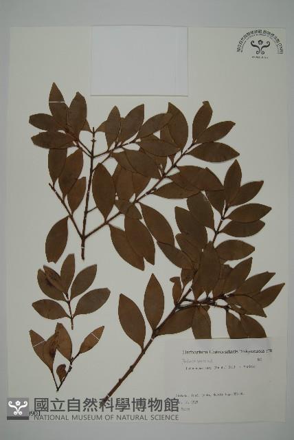 竹柏藏品圖，第1張