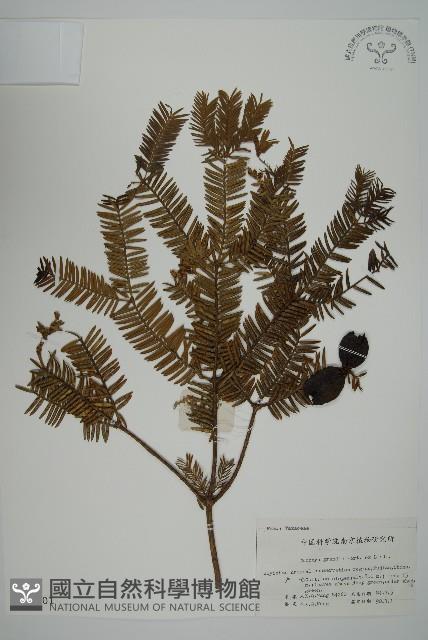 香榧藏品圖，第1張