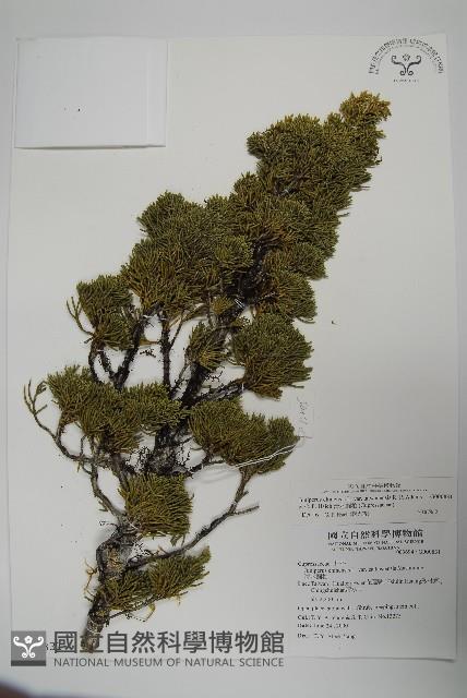 清水圓柏藏品圖，第1張