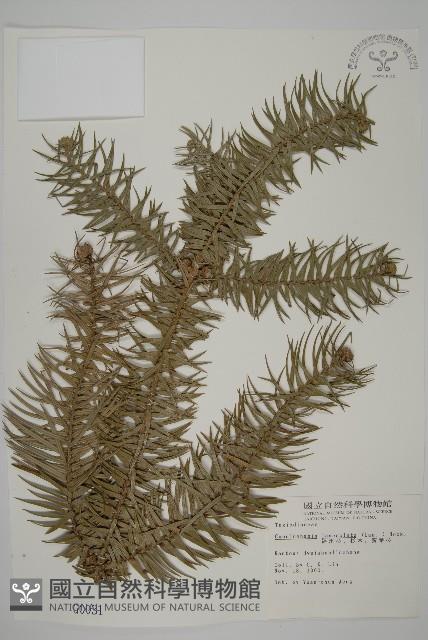 杉木藏品圖，第1張