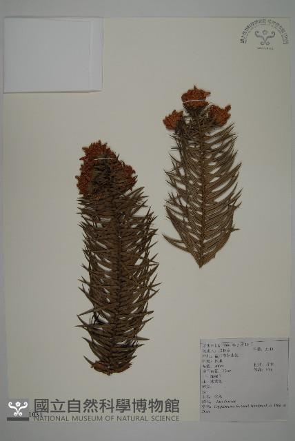 柳杉藏品圖，第1張