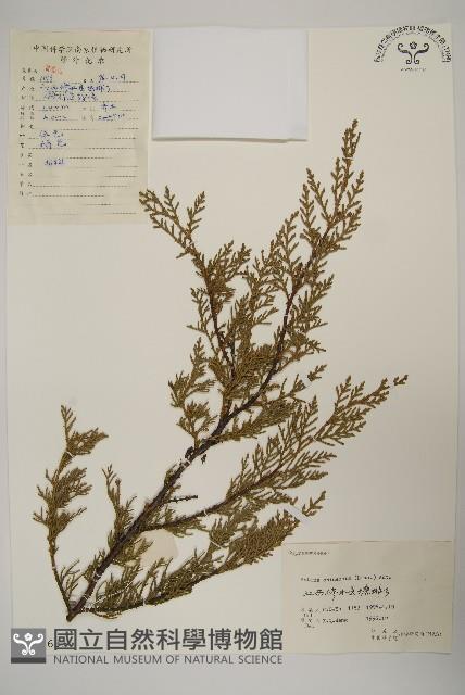 檜柏藏品圖，第1張