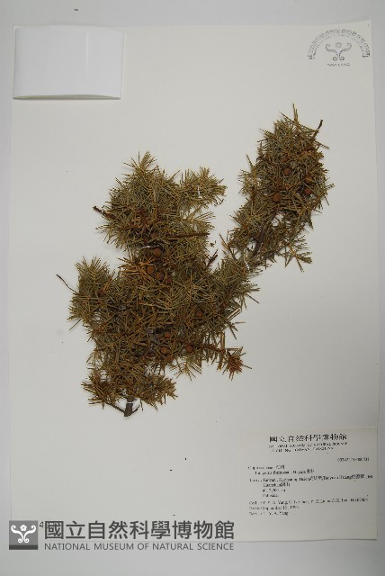 刺柏藏品圖，第1張