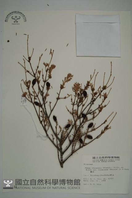 臺灣鐵杉藏品圖，第1張