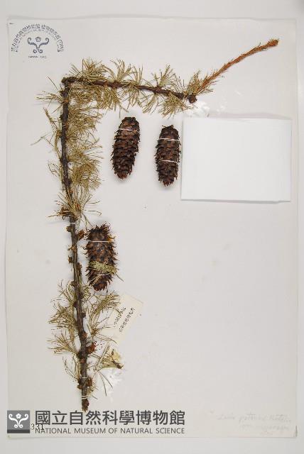 大果紅杉藏品圖，第1張