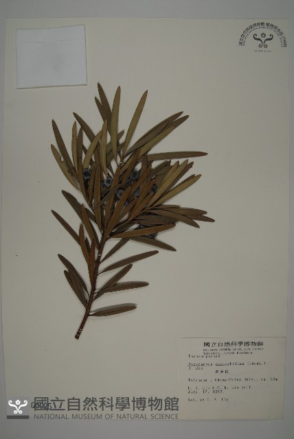 大葉羅漢松藏品圖，第1張