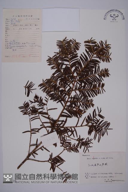 東北紅豆杉藏品圖，第1張