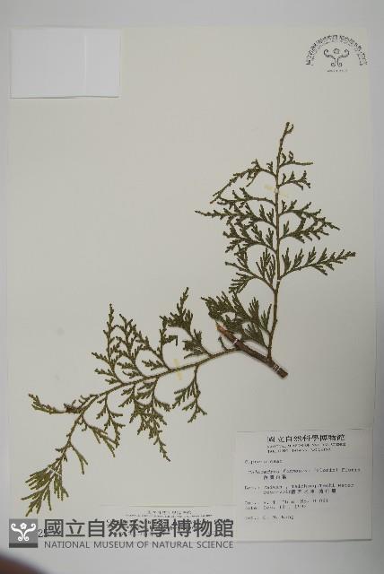 台灣肖楠藏品圖，第1張