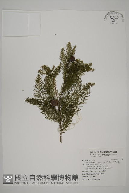 落羽松、美國水松藏品圖，第1張