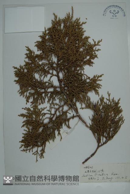 大果圓柏藏品圖，第1張