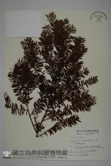 臺灣紅豆杉、紫杉、南方紅豆杉藏品圖，第1張