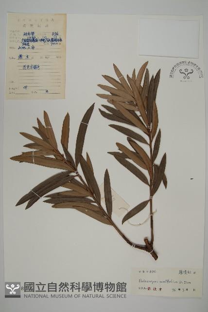 百日青藏品圖，第1張