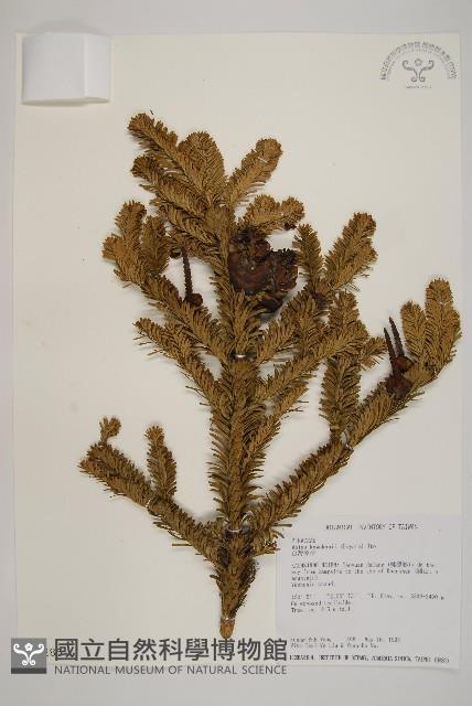 臺灣冷杉藏品圖，第1張