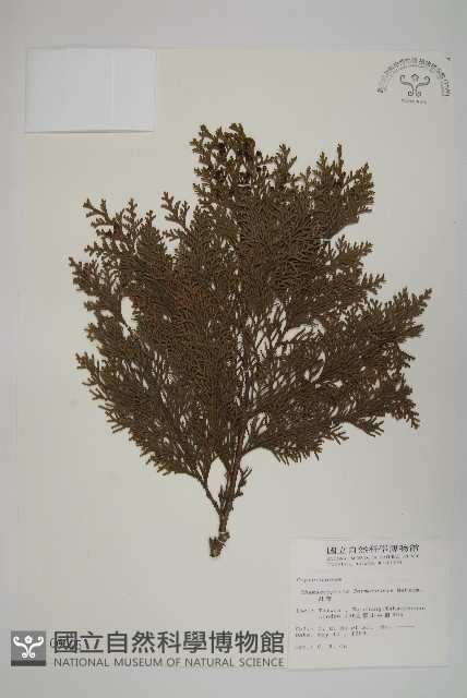紅檜藏品圖，第1張