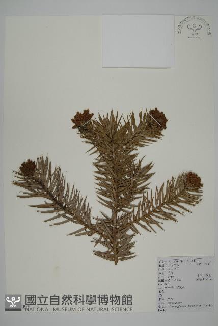 杉木藏品圖，第1張