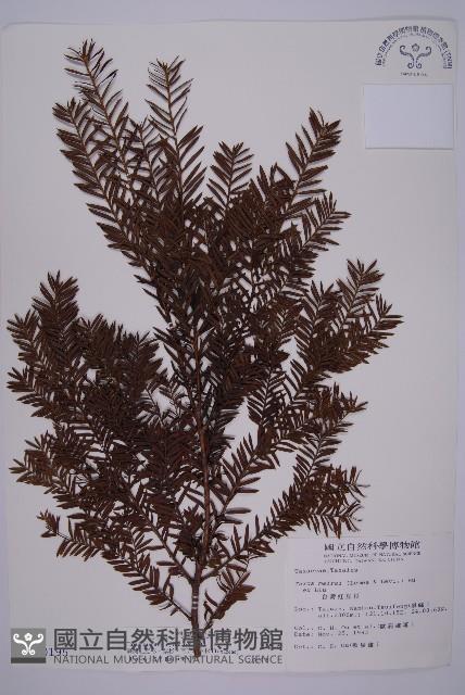 臺灣紅豆杉、紫杉、南方紅豆杉藏品圖，第1張