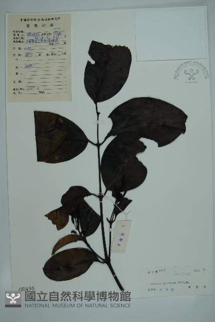 買麻藤藏品圖，第1張