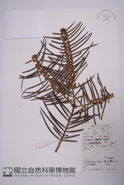 三尖杉藏品圖，第1張