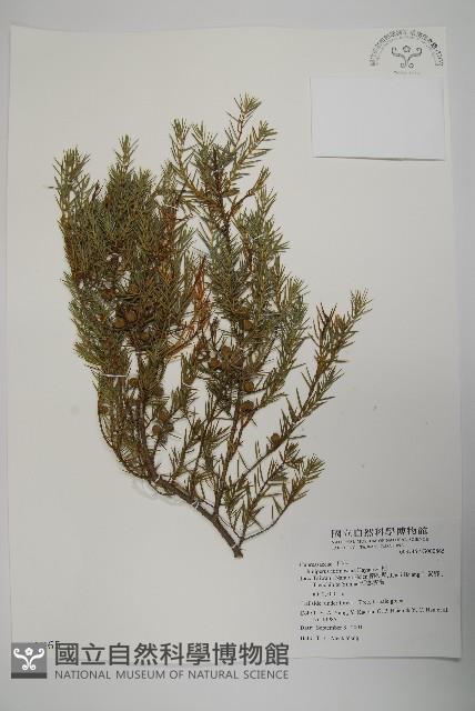 刺柏藏品圖，第1張