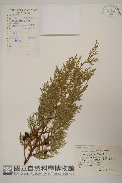 側柏藏品圖，第1張