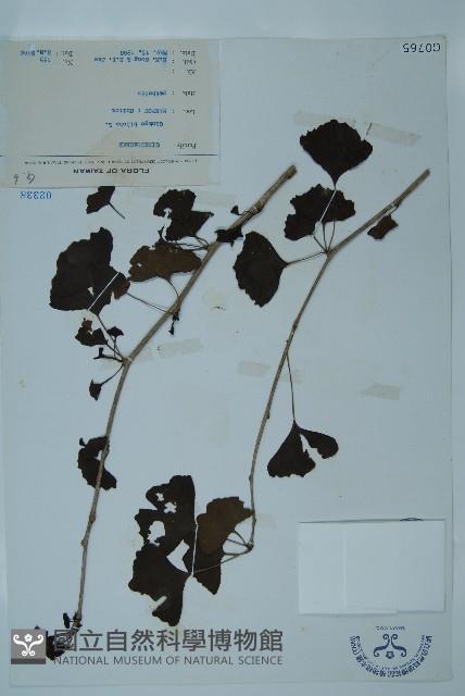 銀杏藏品圖，第1張