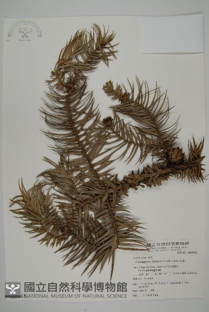 杉木藏品圖，第1張