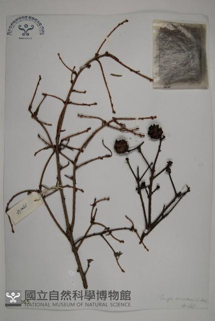 雲南鐵杉藏品圖，第1張