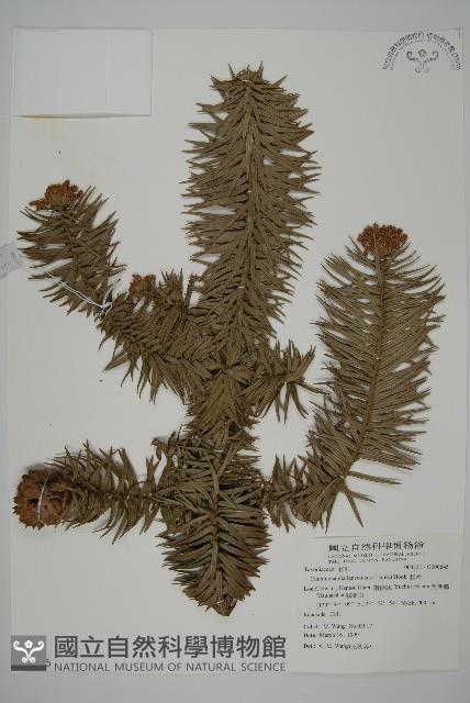 杉木藏品圖，第1張