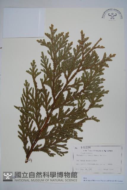 羅漢柏藏品圖，第1張