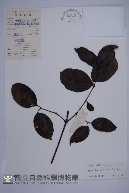 買麻藤藏品圖，第1張