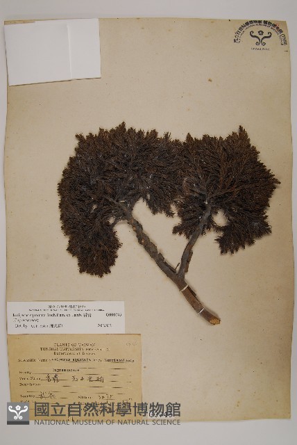 香青藏品圖，第1張