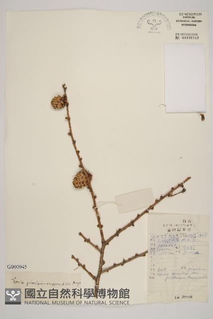 華北落葉松藏品圖，第1張