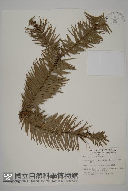 杉木藏品圖，第1張