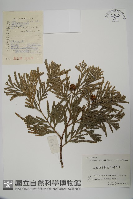 福建柏藏品圖，第1張